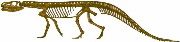 Ticinosuchus ferox-Rettili-Diapsidi-Arcosauri-Tecodonti-Pseudosuchi-Carnivoro-Quadrupede-Triassico